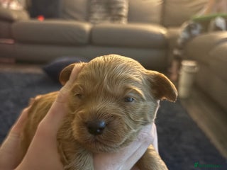 Shihpoo dogs ✨ Gorgeous Shihpoo Puppies – Ready 31st January ✨ - Advert 7