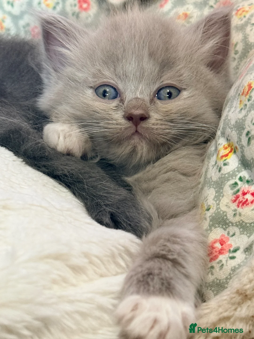 Ragdoll cats for sale: Rare Fawn ‘cherubim’ ragdoll - Advert 1