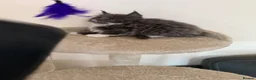 Maine Coon cats for sale: Maine Coon Kittens Tica Registered  - Advert 7