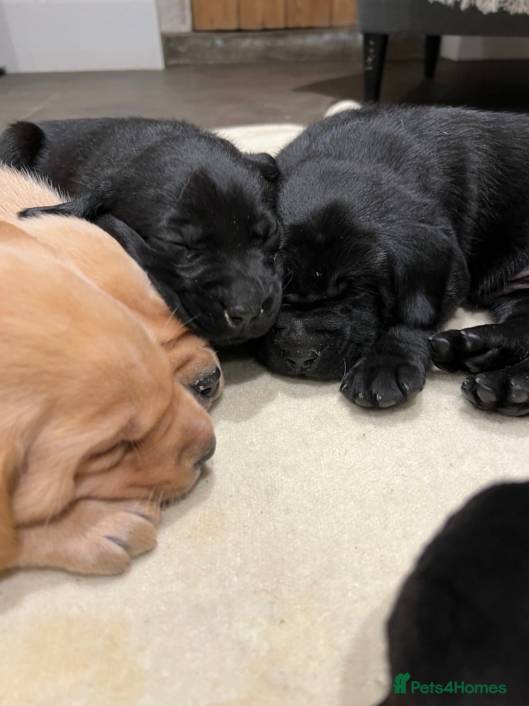 Labrador Retriever dogs for sale: 1 golden/ yellow boy Labrador puppies left - Advert 5