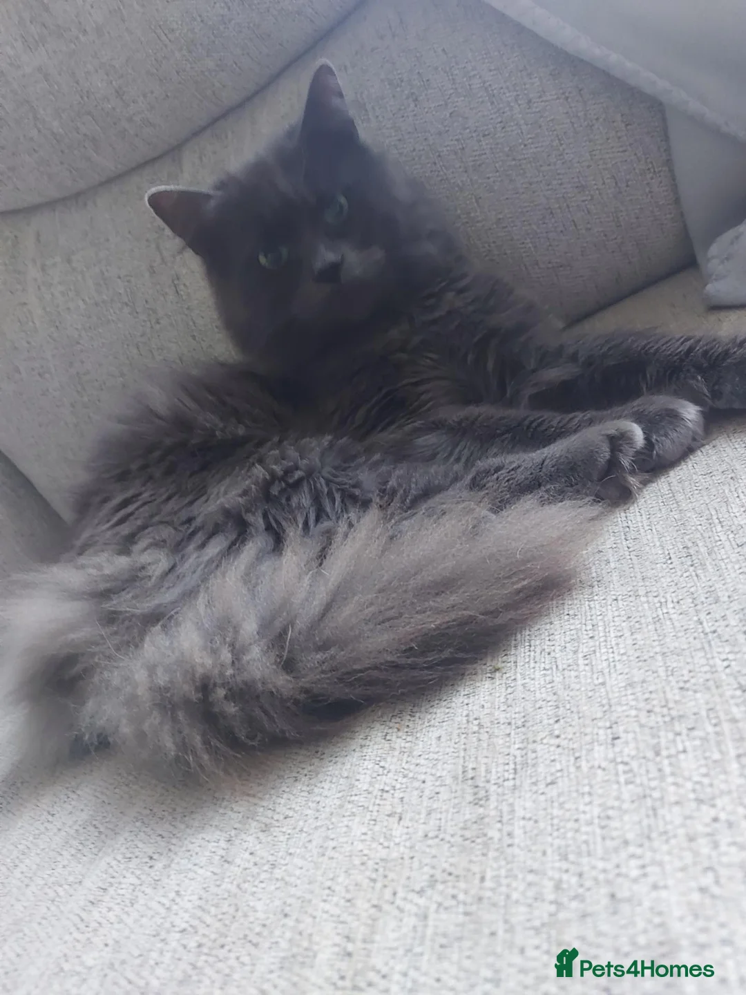 Ragcoon cats for sale: Ragcoon cat - Advert 2