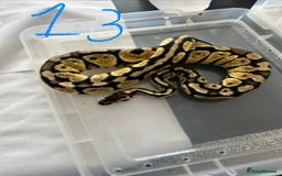 Python Snake reptiles for sale: Royal Pythons - Image 13