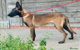 Belgian Shepherd Dog dogs for sale: Belgian Malinois / Dutch Herder  - Image 20