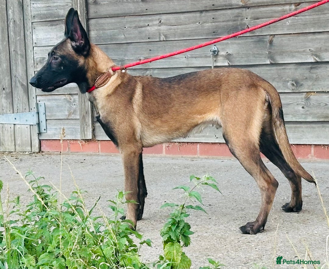 Belgian Shepherd Dog dogs for sale: Belgian Malinois / Dutch Herder  - Image 20