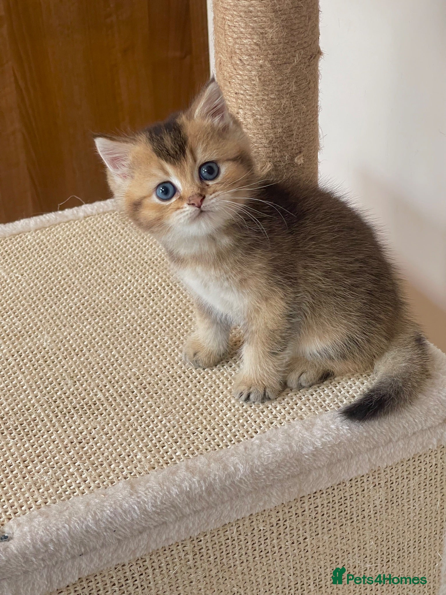 British Shorthair cats 💙Golden BSH kitten 💙 - Advert 2
