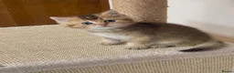 British Shorthair cats for sale: 💙Golden BSH kitten 💙❗️Ready to go ❗️ - Advert 1