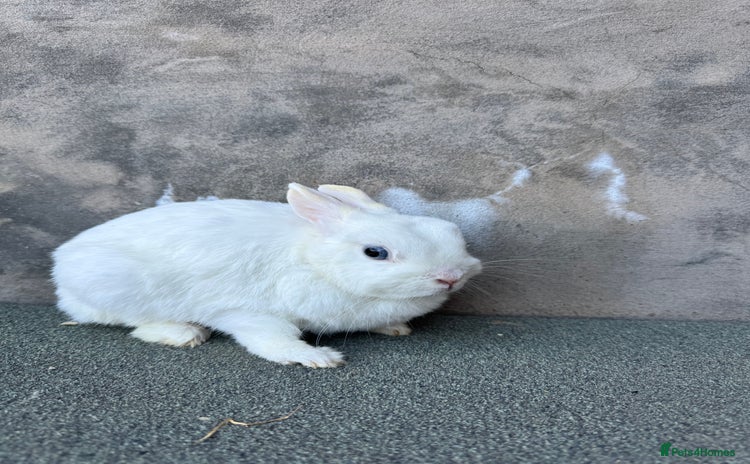 Netherland Dwarf rabbits - Advert 4