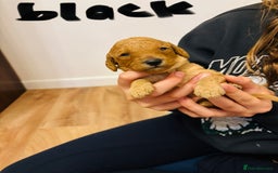 Cavapoo dogs for sale: Gorgeous F1B Cavapoo puppies - Image 10
