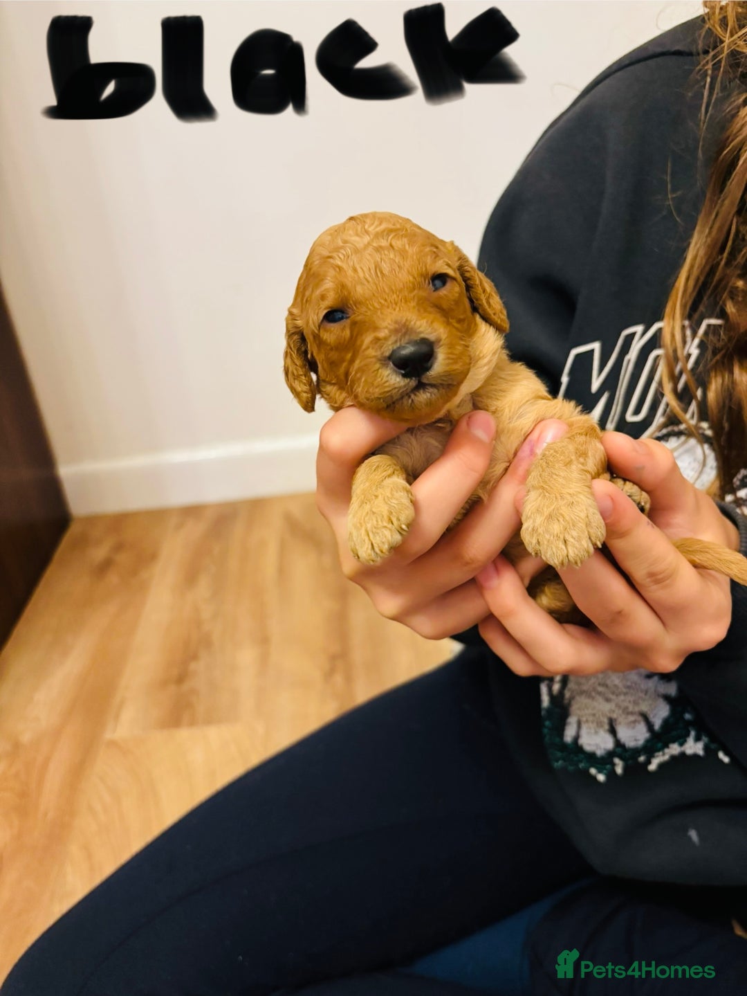 Cavapoo dogs for sale: Gorgeous F1B Cavapoo puppies - Image 10