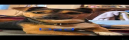 Jack Russell dogs for sale: Beautiful Jack Russell puppies in Banff - Advert 3