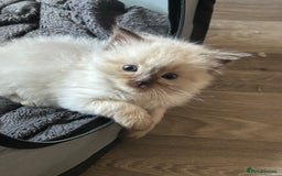 Ragdoll cats for sale: 💞 RAGDOLL Kittens Ready 13th August GrCh Blood - Image 6