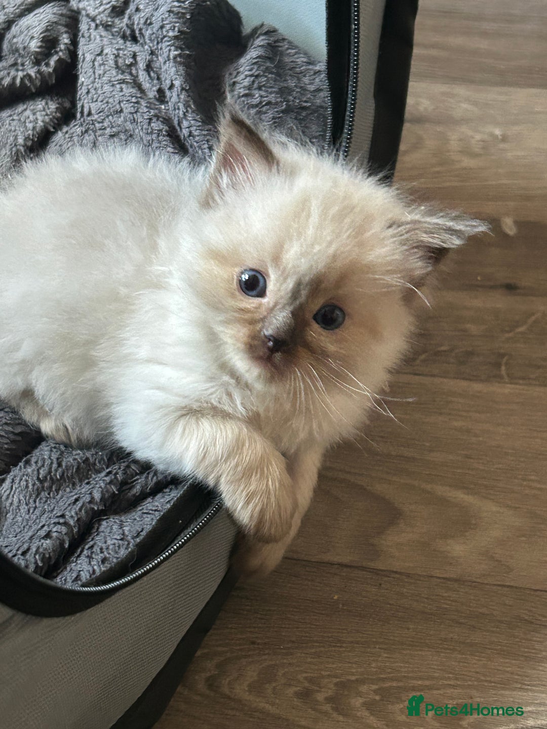 Ragdoll cats for sale: 💞 RAGDOLL Kittens Ready 13th August GrCh Blood - Image 6