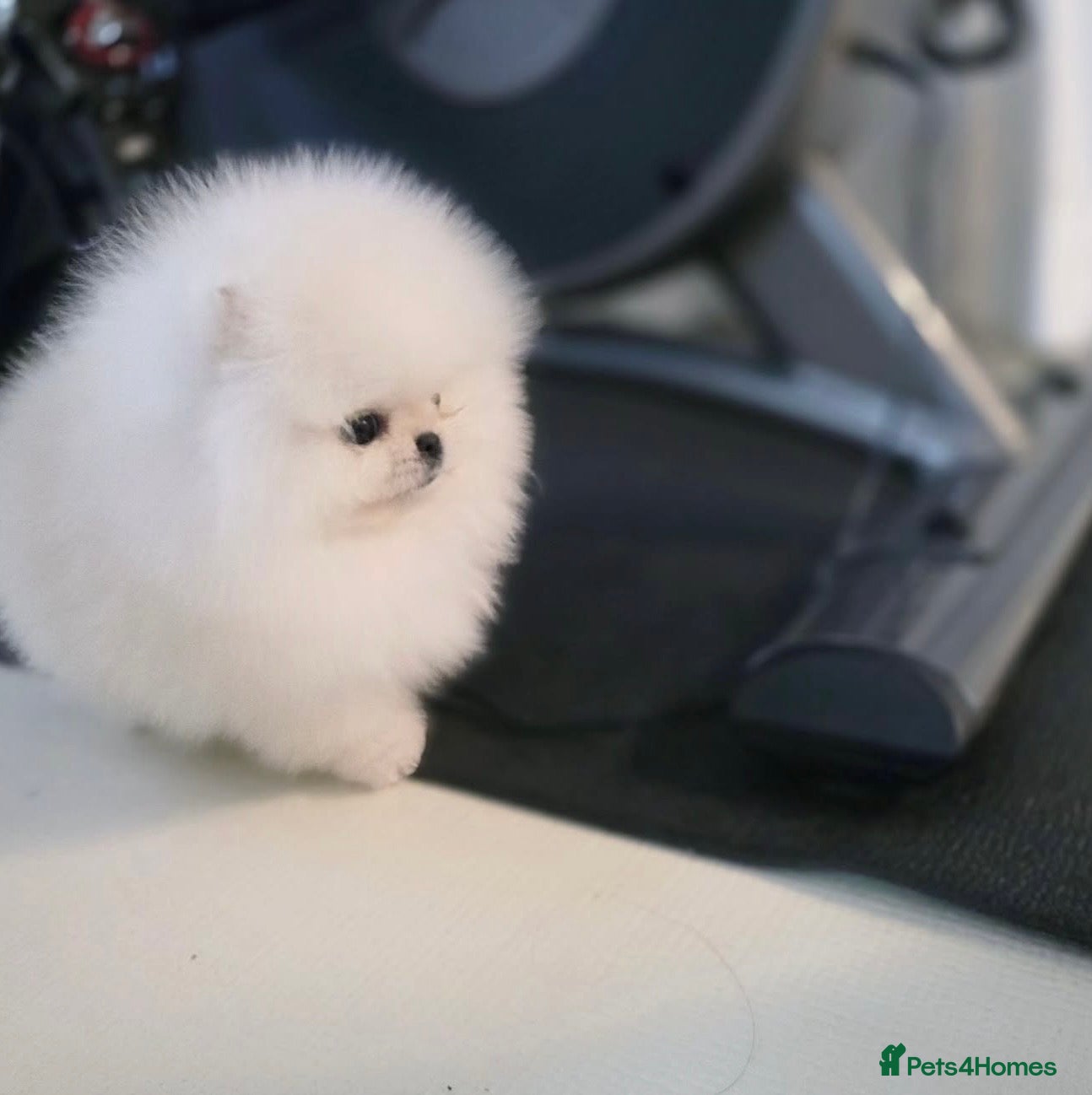 Pomeranian dogs Champion line🏆 mini teddy boy🧸  - Advert 1