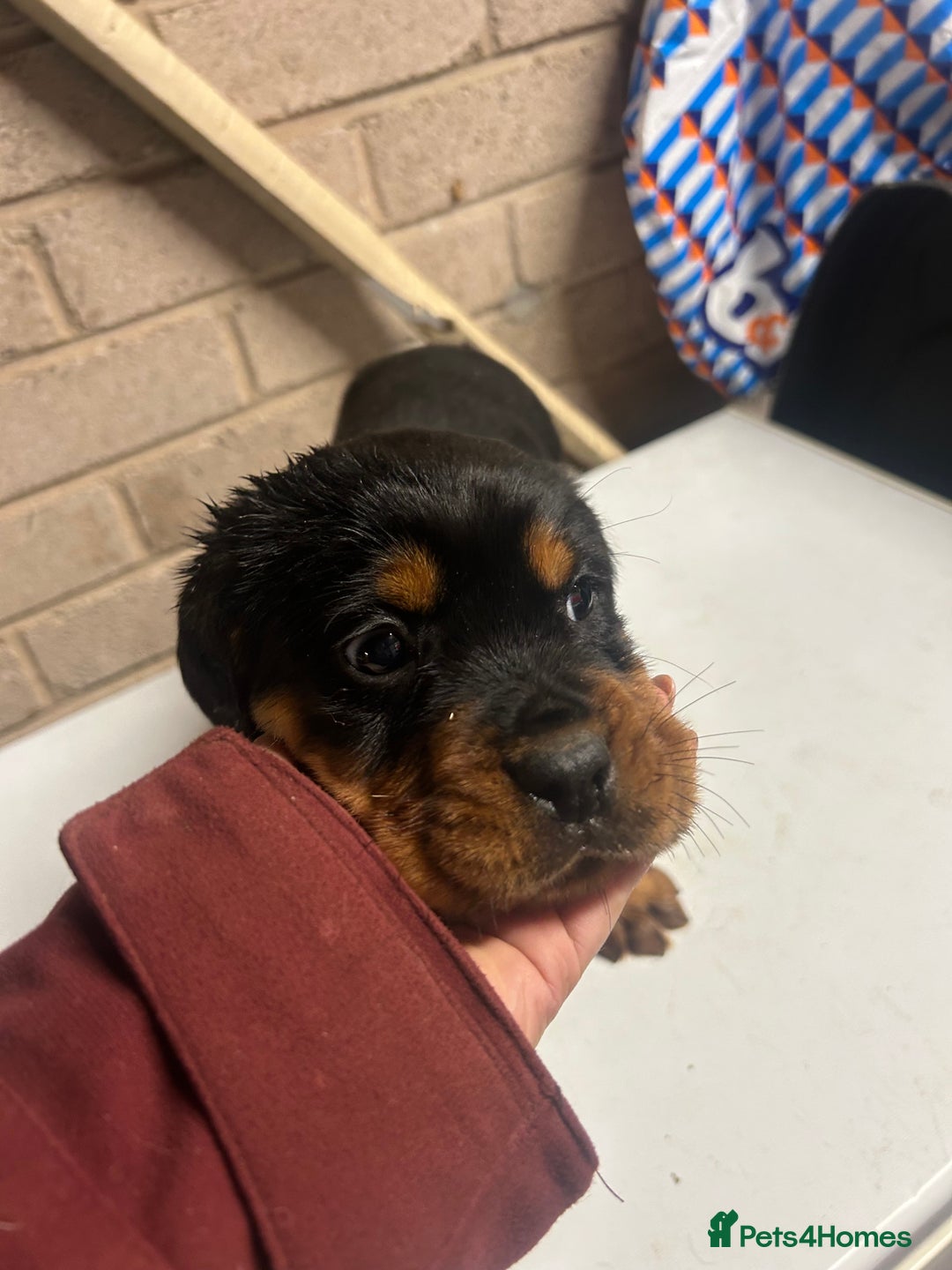 Mixed Breed dogs for sale: Cocker spaniel/Rottweiler  - Advert 13