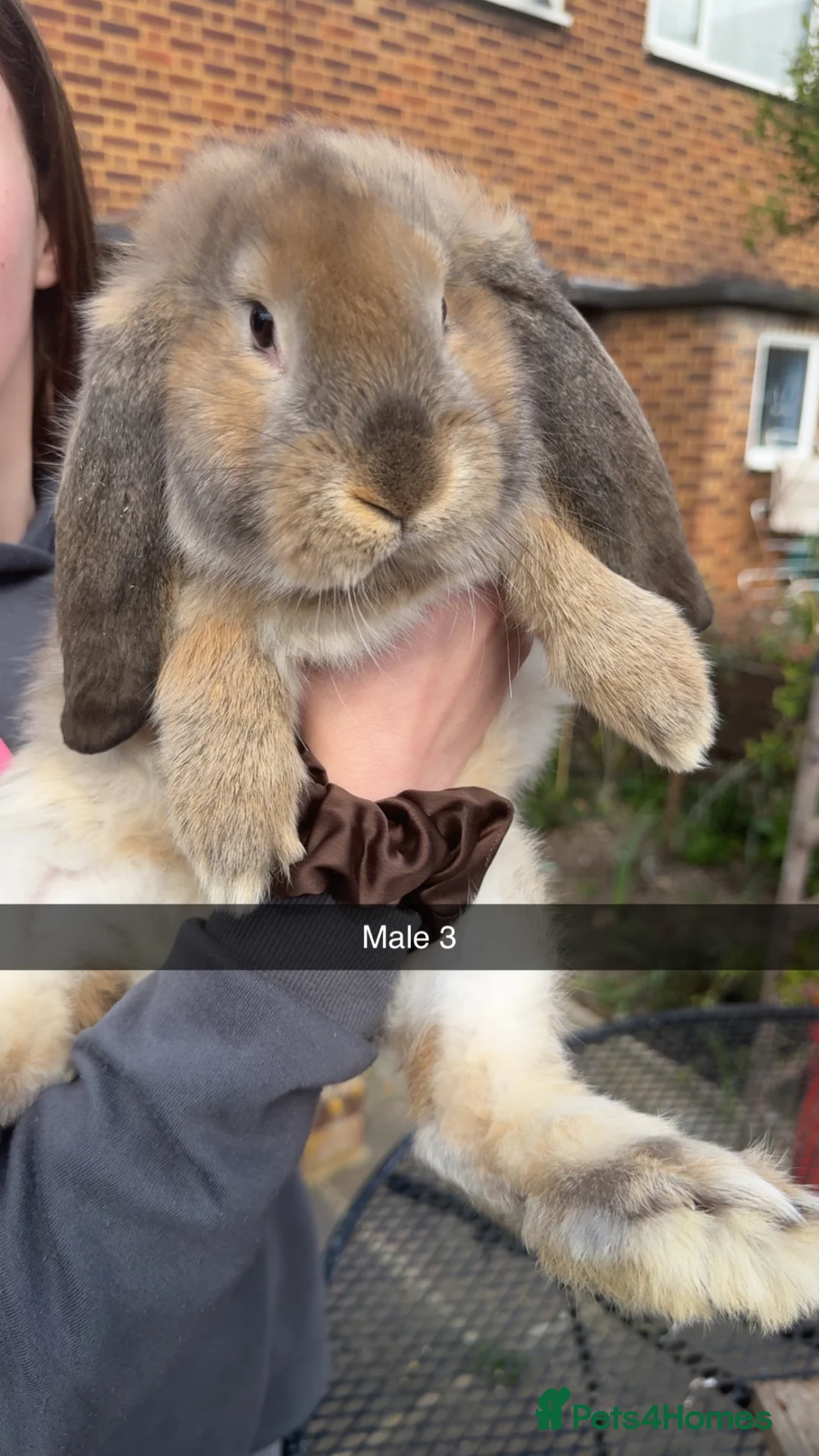 French Lop rabbits for sale: Giant French Lop Bunnies 🐰 - Advert 4