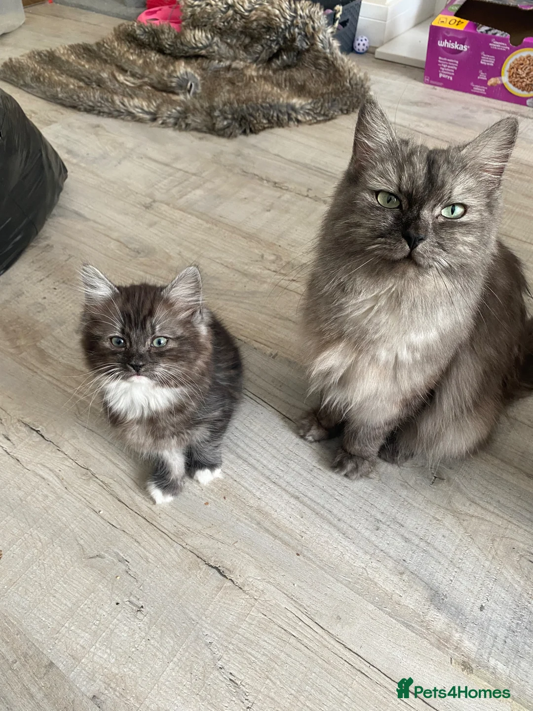 Mixed Breed cats for sale: 2 beautiful girl calico’s  - Advert 1