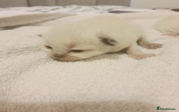 Ragdoll cats for sale: Ragdoll kittens - Image 3