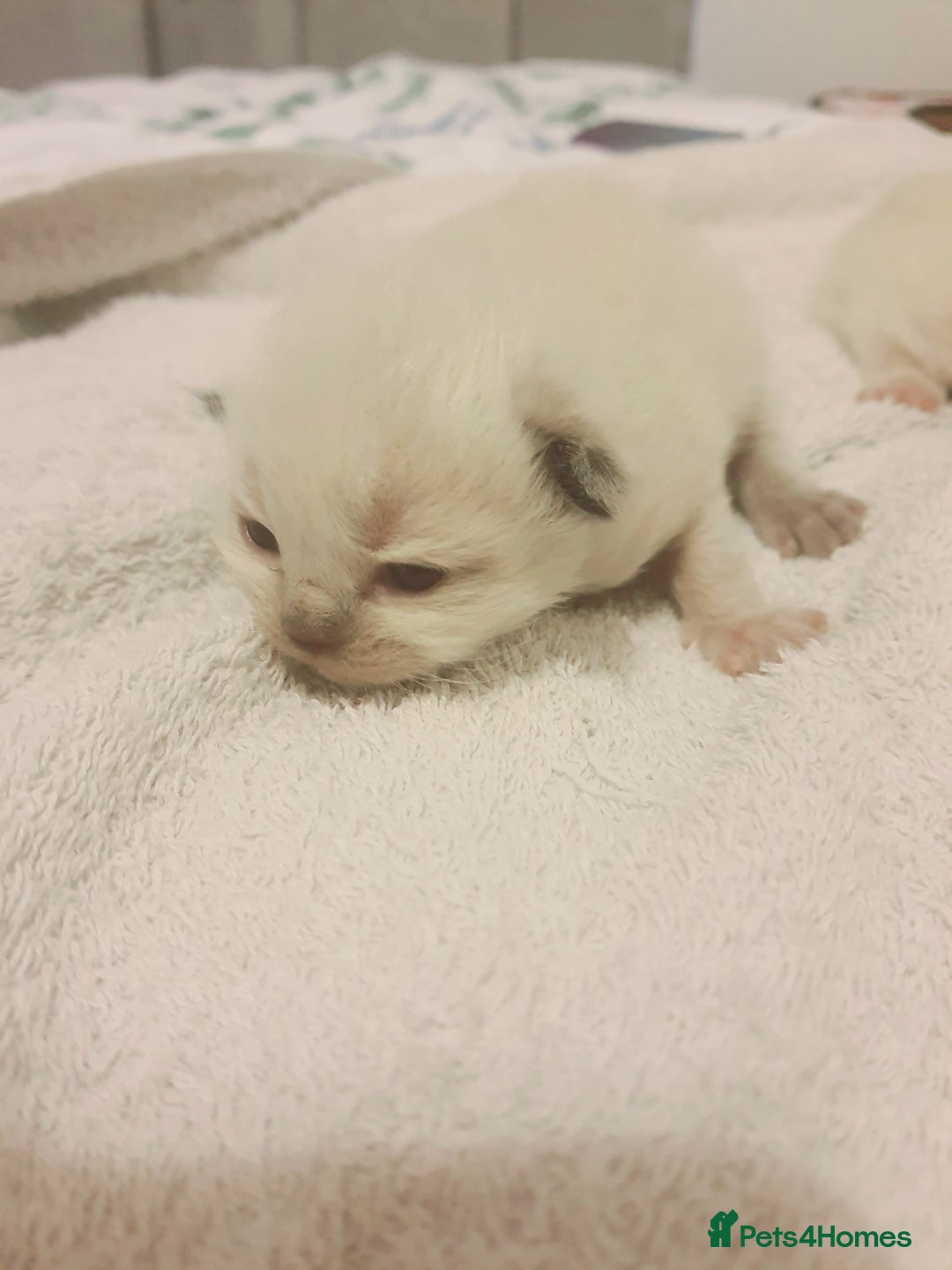 Ragdoll cats for sale: Ragdoll kittens - Image 3