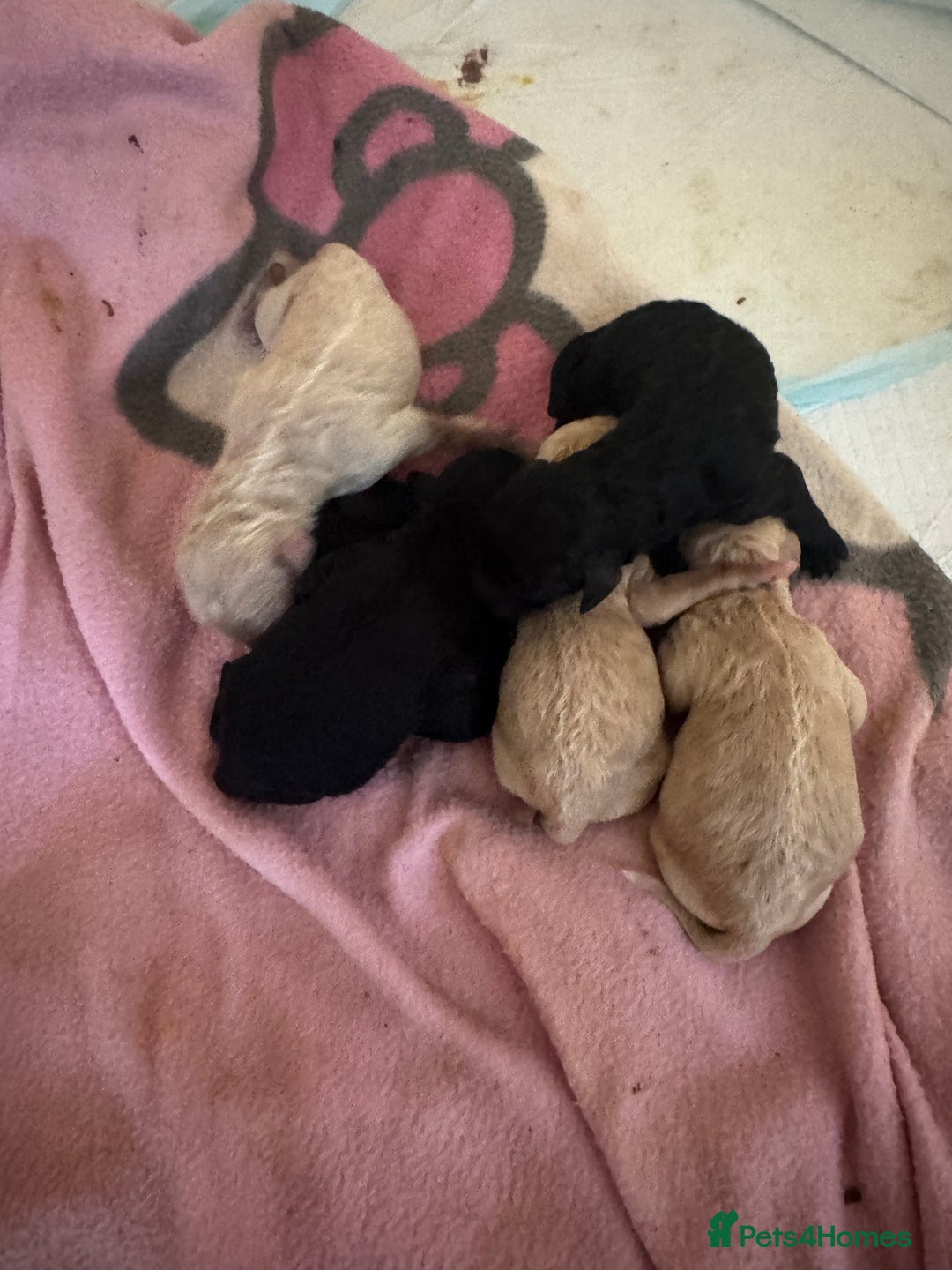 Standard Poodle dogs for sale: Pure Bred Standard Poodle Puppies – £950 - Advert 2