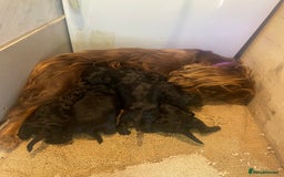 Cockapoo dogs for sale: Cockapoos puppy’s 🐶🐾 - Image 1