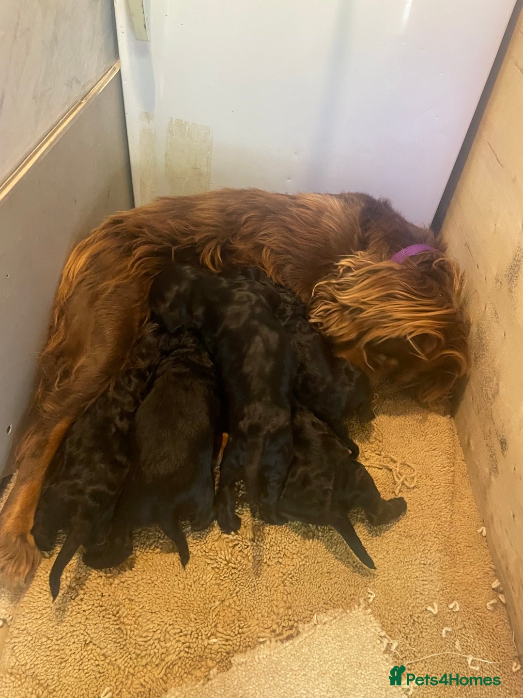 Cockapoo dogs for sale: Cockapoos puppy’s 🐶🐾 - Image 1