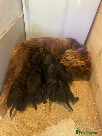 Cockapoo dogs - Advert 12