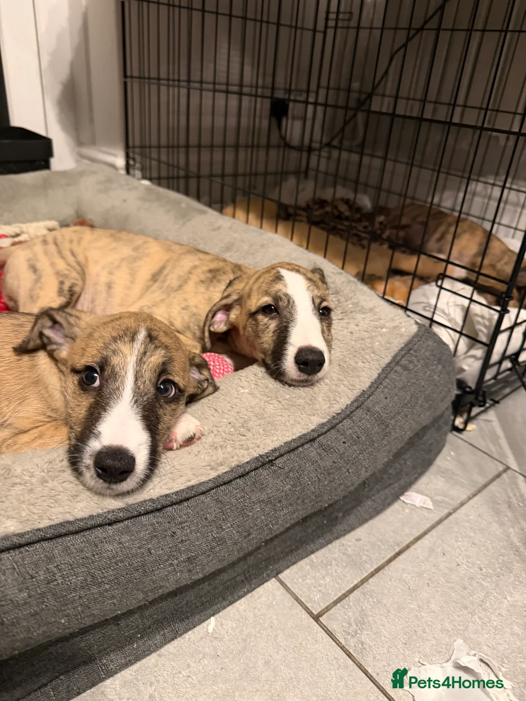 Mixed Breed dogs for sale: Bedlington x Whippet - Advert 6