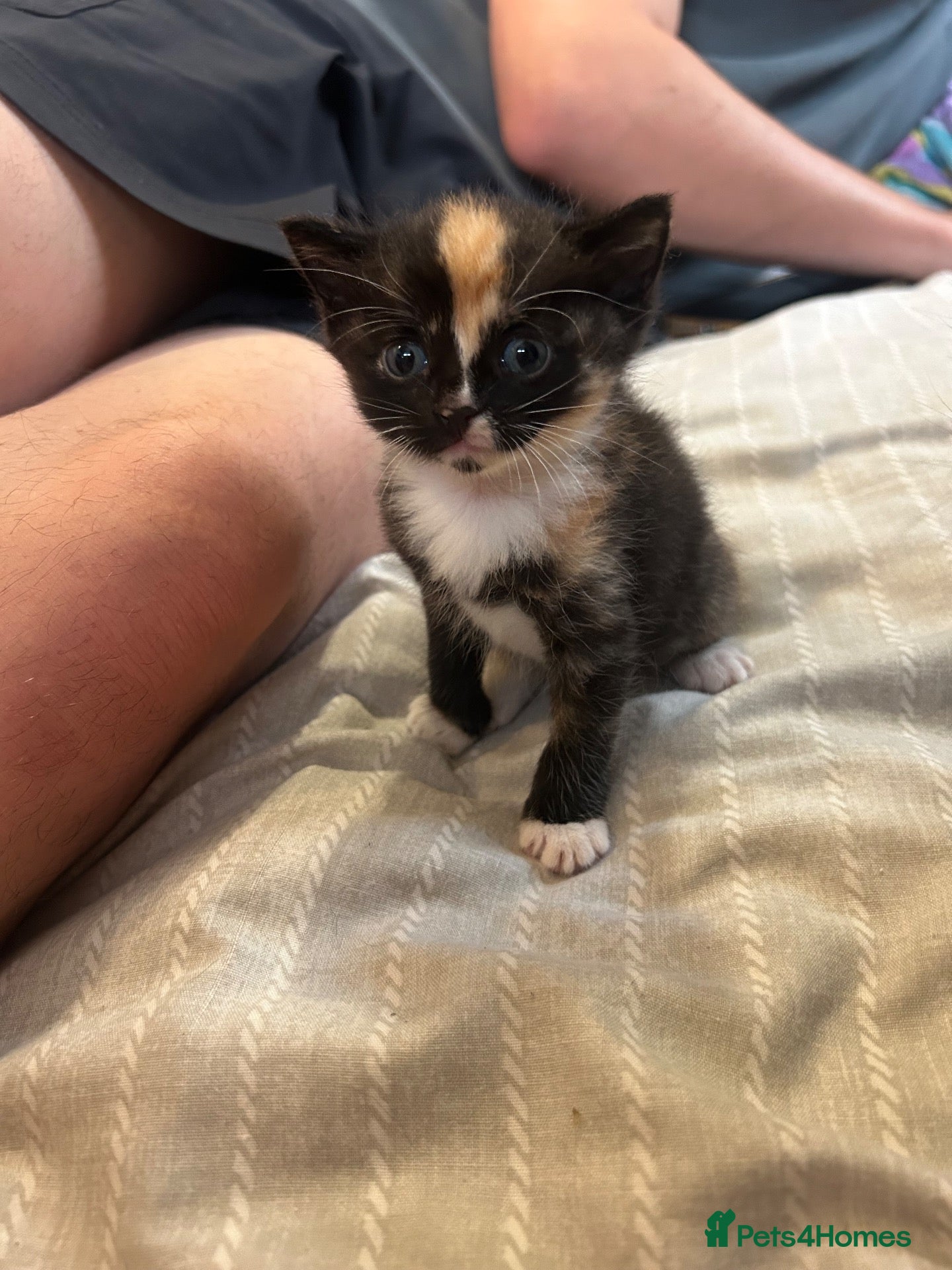 Mixed Breed cats Rescue kittens looking for their forever home! - Advert 1