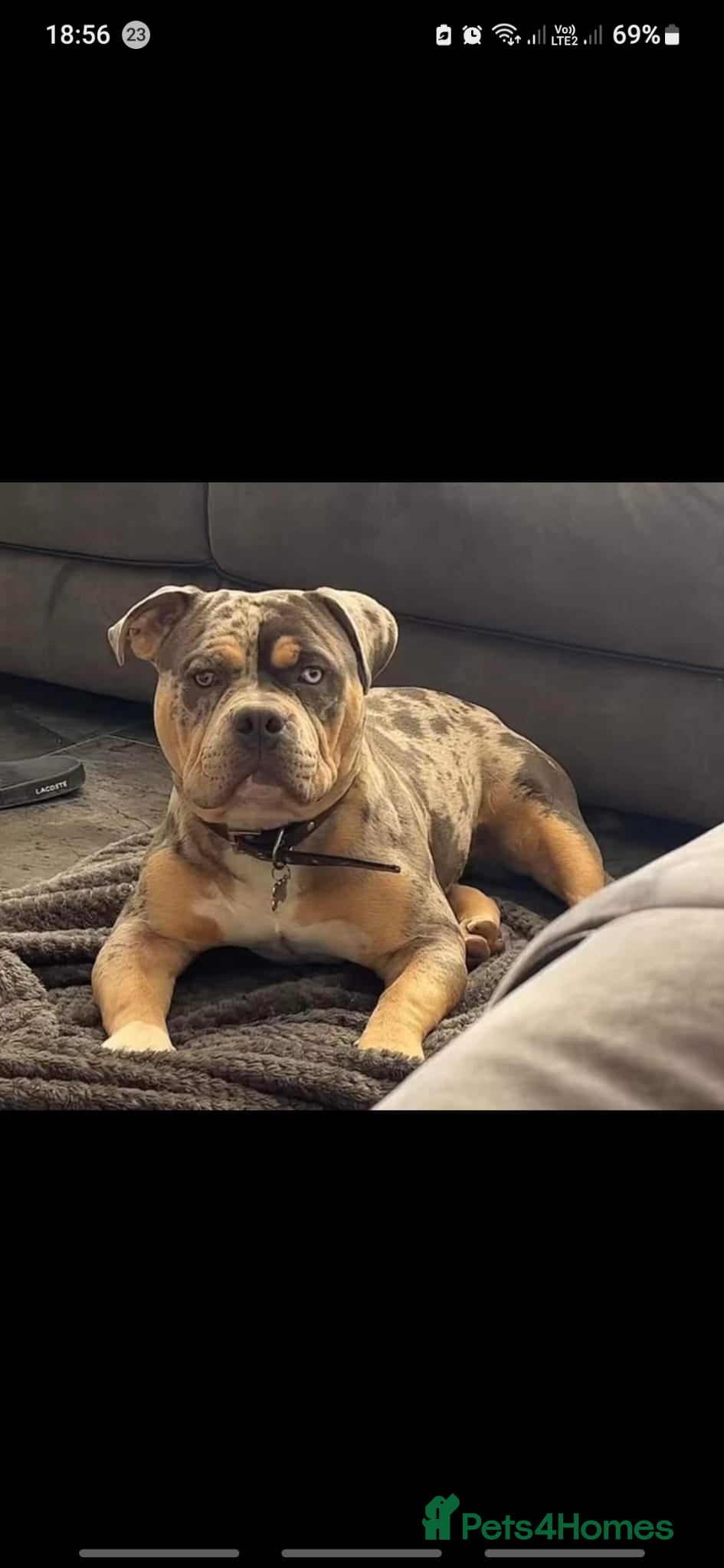 American Bulldog dogs Pocket bully for stud  - Advert 10