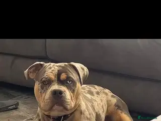 American Bulldog dogs Pocket bully for stud - Advert 10