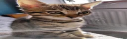 Bengal cats for sale: Pure Bengal kittens for sale - Advert 21