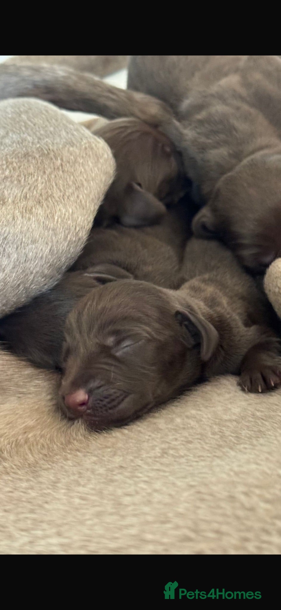 Mixed Breed dogs Stunningly beautiful Vizmaranas  - Advert 8