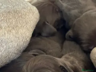 Mixed Breed dogs Stunningly beautiful Vizmaranas - Advert 2