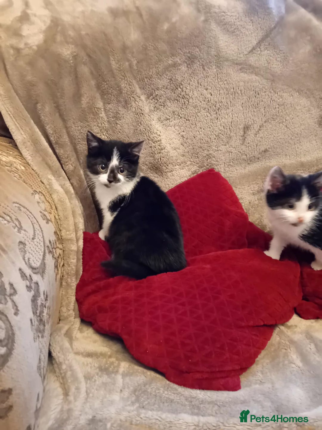Mixed Breed cats for sale: Beautiful kitten's  - Advert 3
