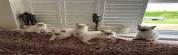 British Shorthair cats for sale: British shorthair colourpoint kittens - Advert 5