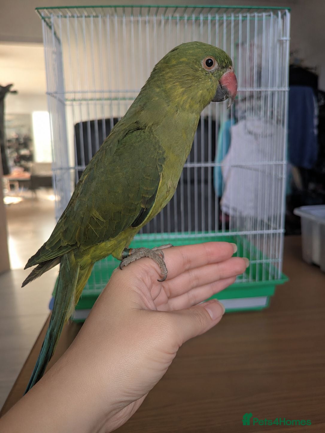 Ringnecks birds Indian Ringnecks babies olive and lemon creamino  - Advert 2