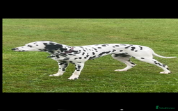 Dalmatian dogs for sale: Malosky Dalmatians  - Image 11