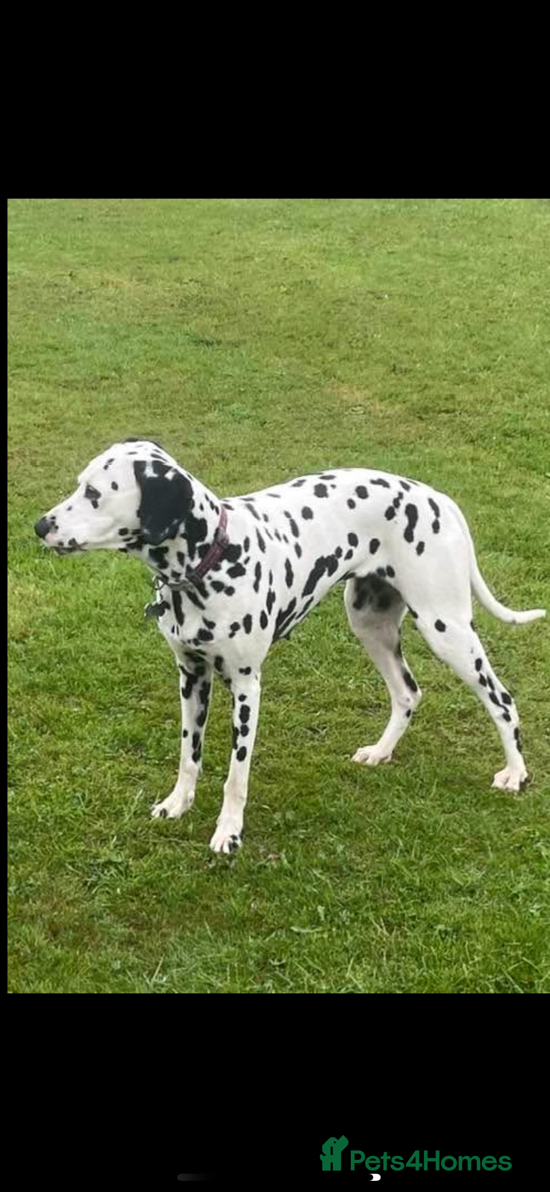 Dalmatian dogs for sale: Malosky Dalmatians  - Image 11