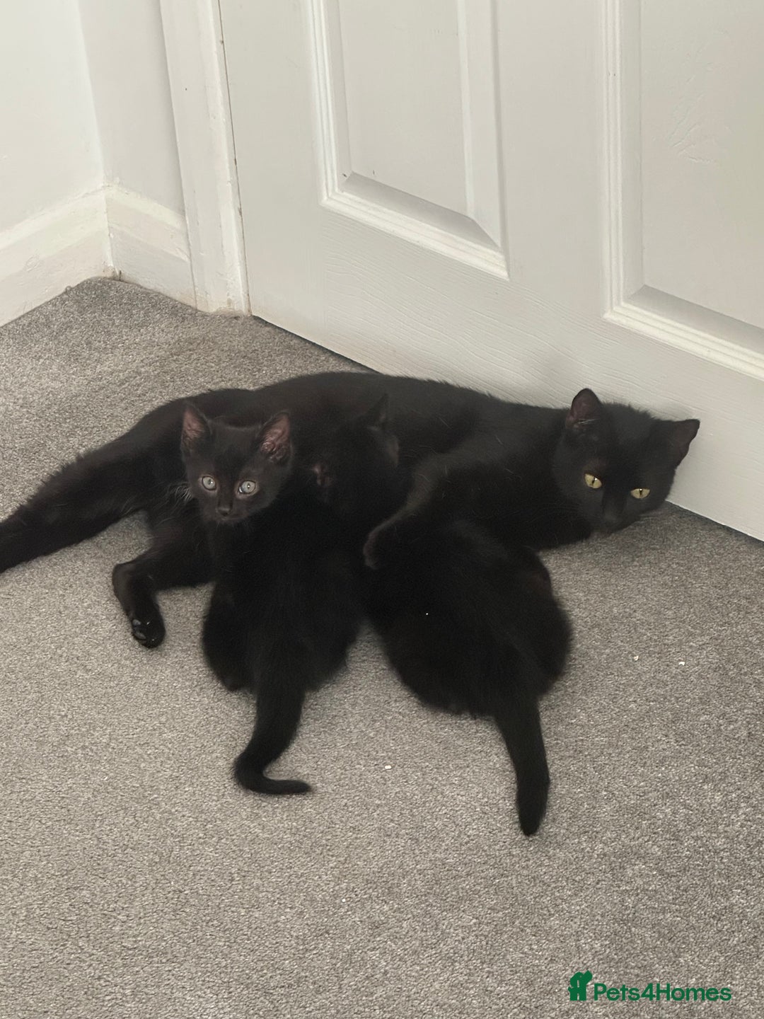 Mixed Breed cats for sale: 1 loving little boy  - Advert 4