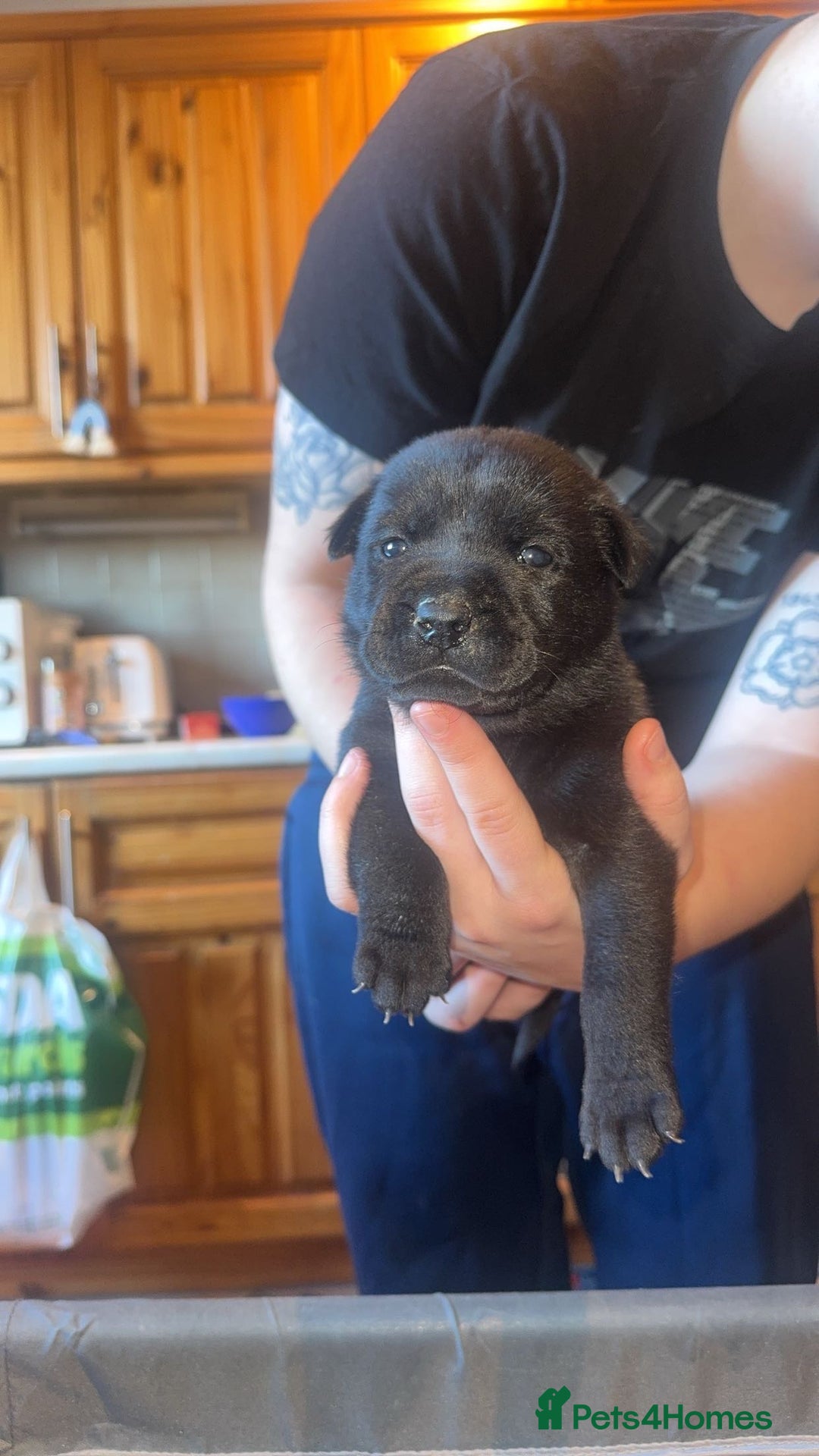 Mixed Breed dogs for sale: American bulldog / chowchow  - Advert 27