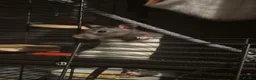 Rat rodents for sale: 4 female rats in Sheffield - Advert 7