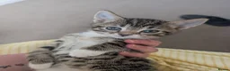 Mixed Breed cats for sale: 3 lovely playful friendly kittens  in Chichester - Advert 20