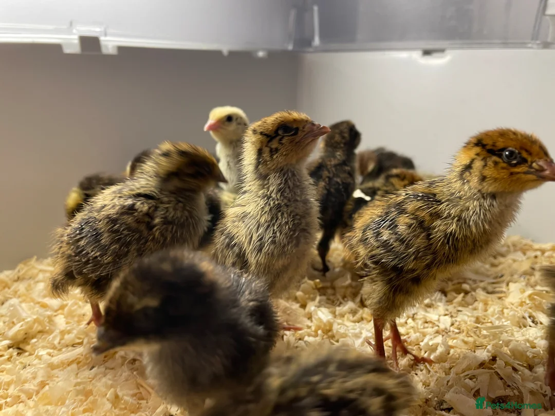 Quail poultry for sale: Mixed Coturnix Quail Chicks (2 weeks old) - Advert 2