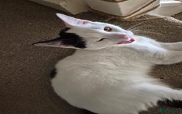 Mixed Breed cats for sale: Free to re home - Image 2