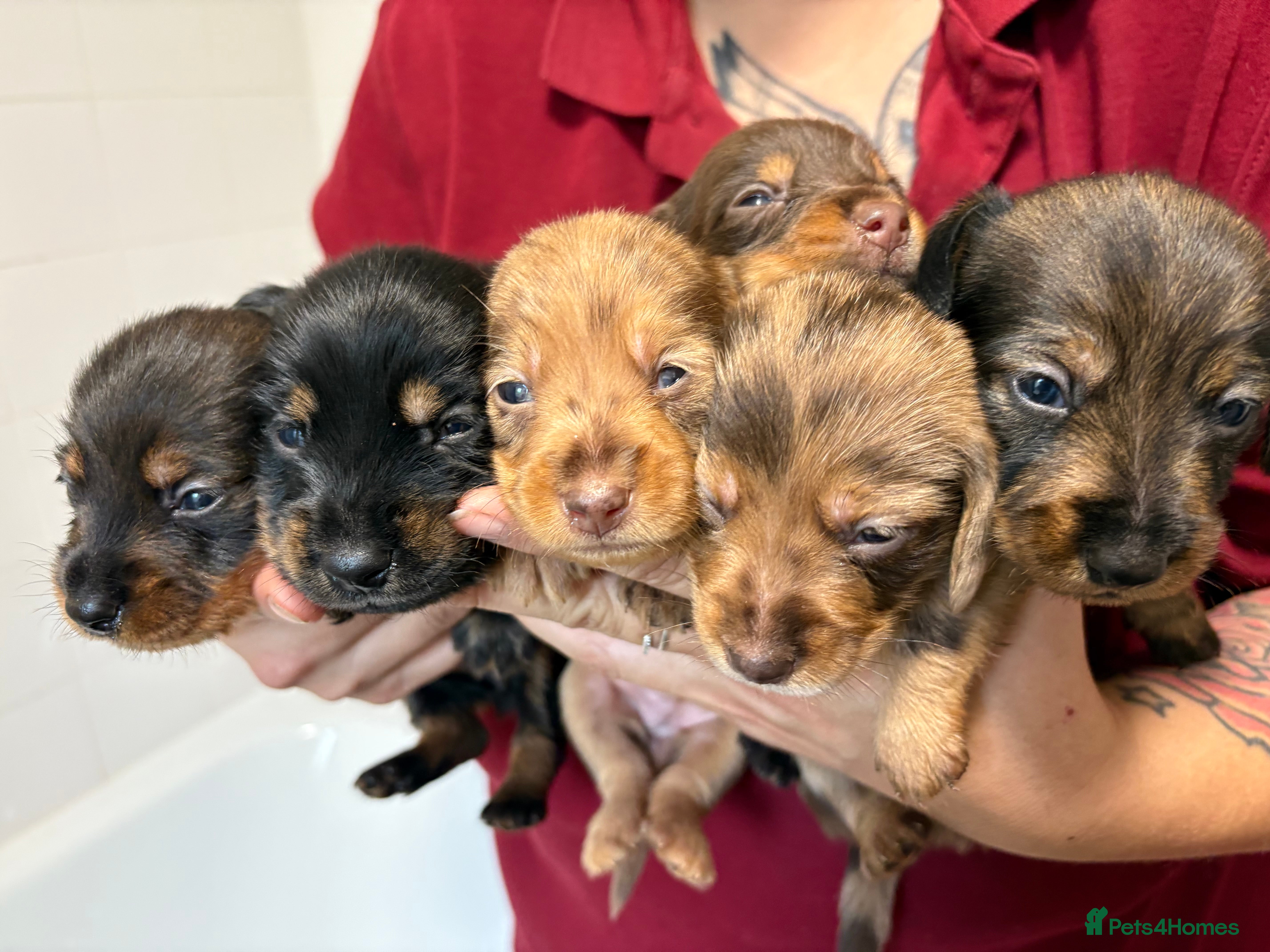 Mixed Breed dogs Dorkie puppies - Advert 9