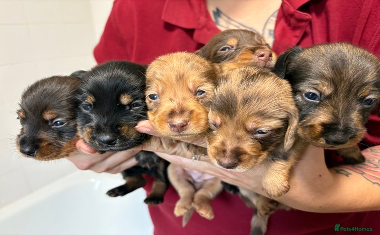 Mixed Breed dogs - Advert 1