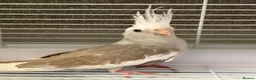 Cockatiels birds for sale: Cockatiel in March - Advert 2
