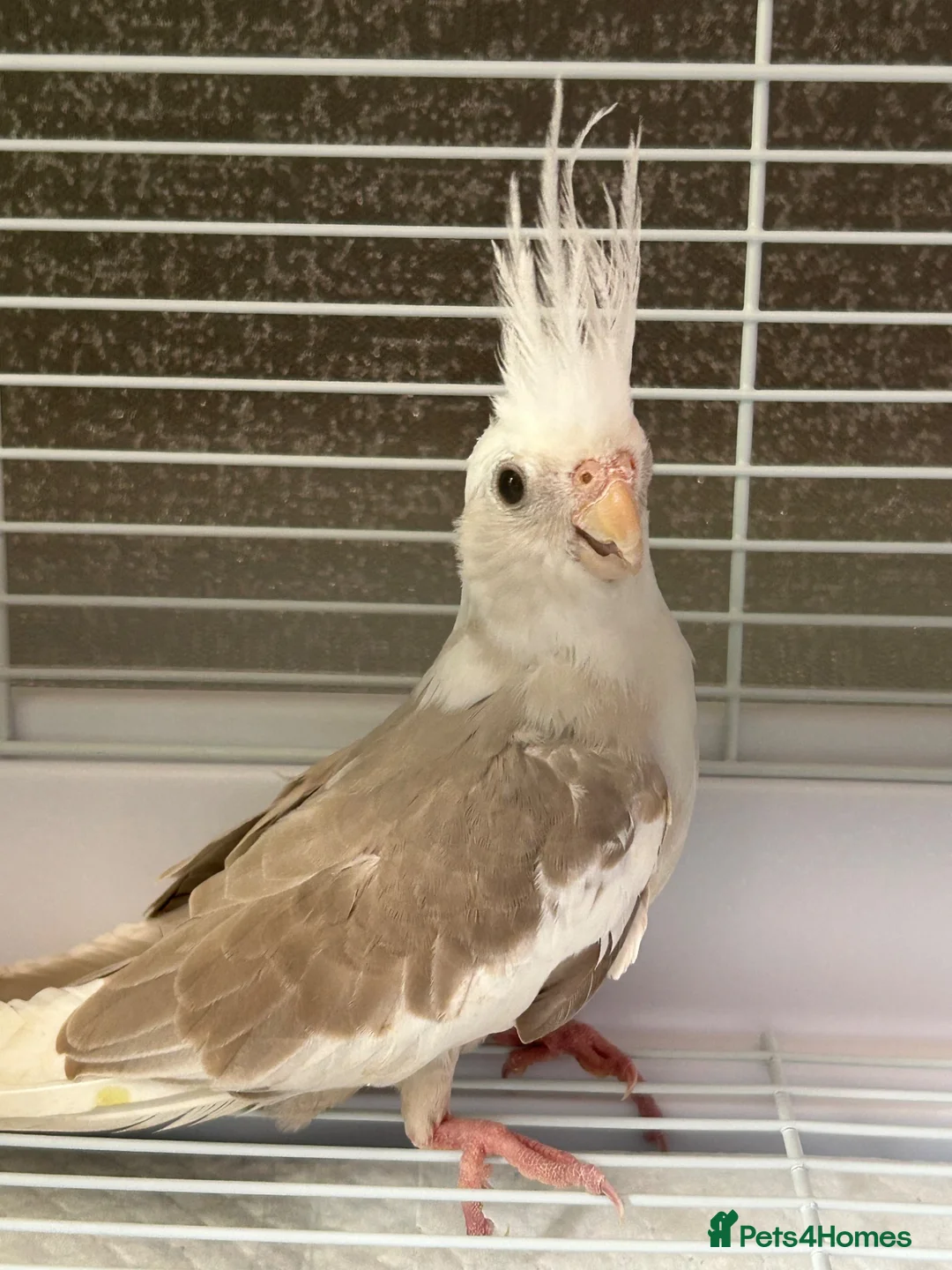 Cockatiels birds for sale: Cockatiel in March - Advert 2