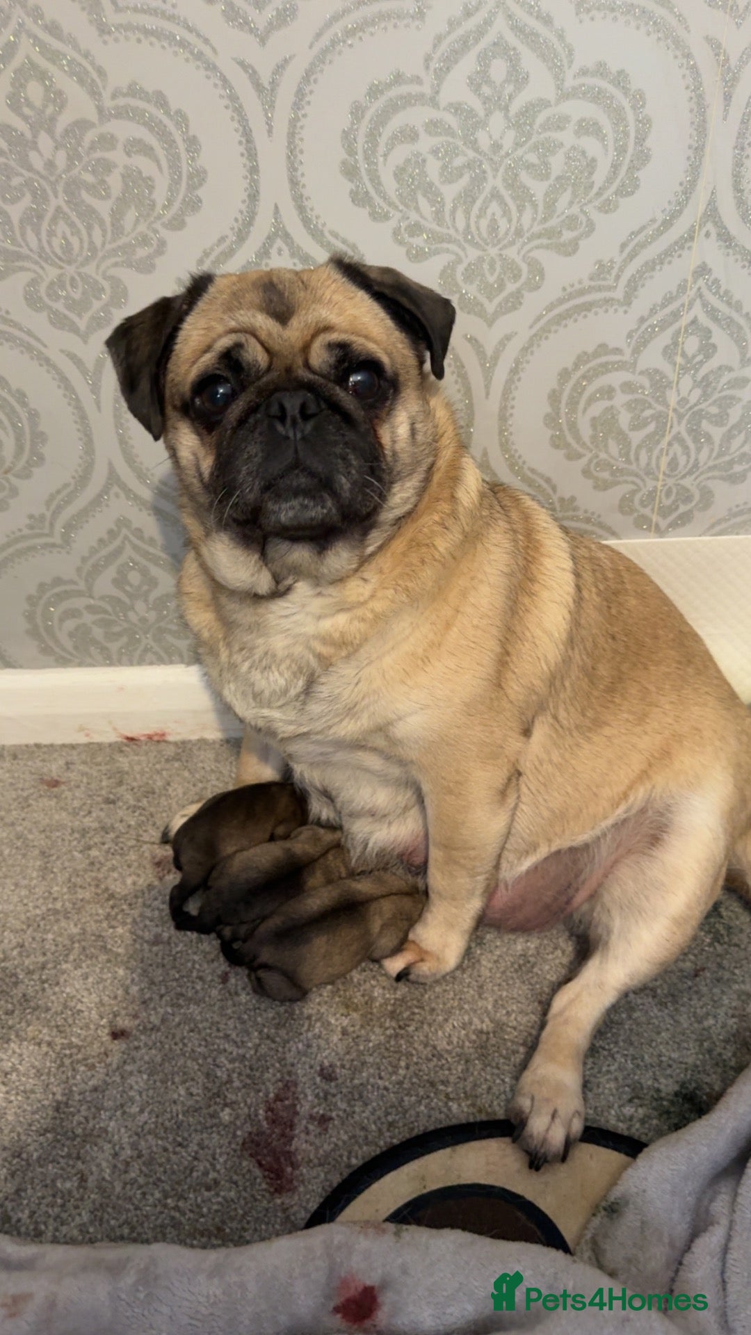 Pug dogs Stunning pug puppies for sale  - Advert 2