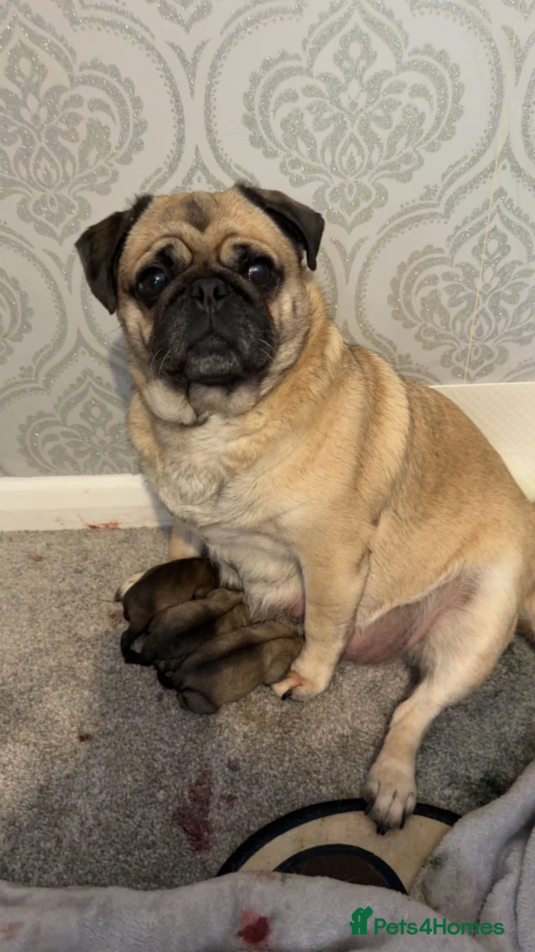 Pug dogs for sale: Stunning pug puppies for sale  - Advert 1